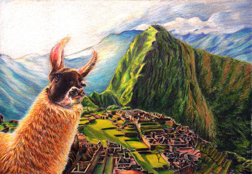 Machu Picchu Llama