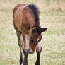 Foal WM 5