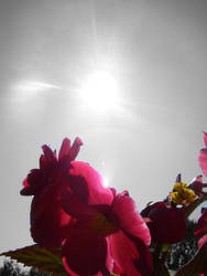 FLOWER IN THE SUN EDITED.