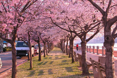 Cherry Blossom Walk by FairyOnTheInside