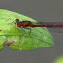 Large red damselfly