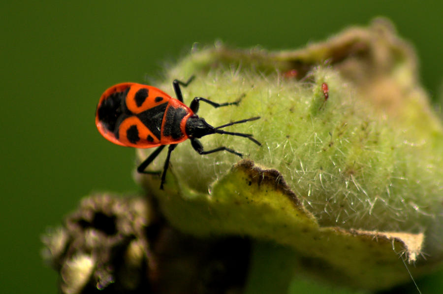 firebug by ShortyMcNillan on DeviantArt
