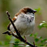 House Sparrow