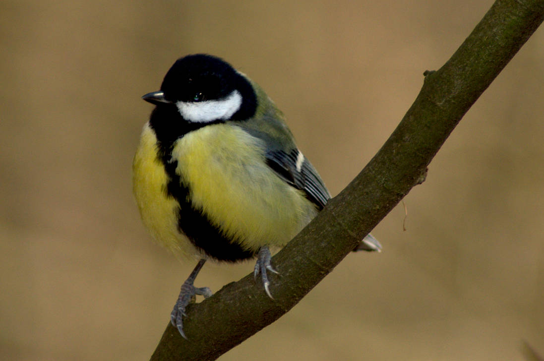 Great Tit By ShortyMcNillan On DeviantArt great-tit-by-shortymcnillan-on-deviantart