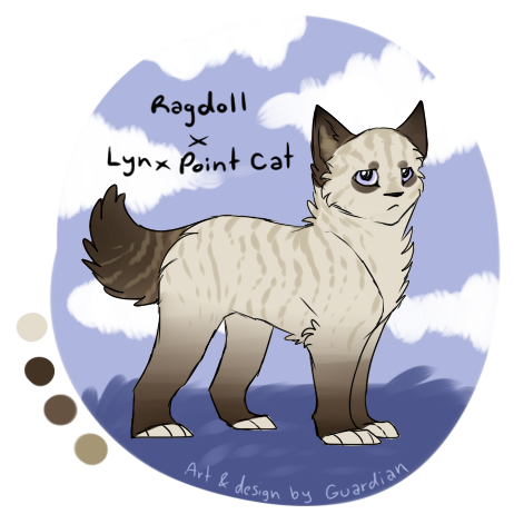 Ragdoll x Lynx Point Cat|| TAKEN