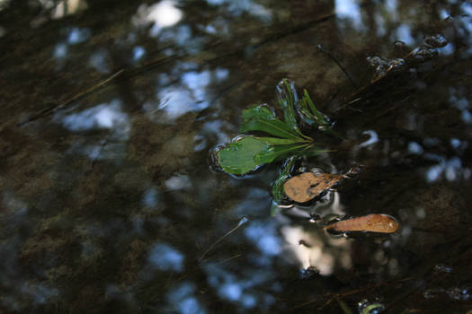 Creek Leaves 1