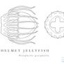 Jellyfish model sheet