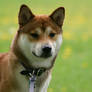 Alert Shiba