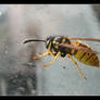 A wasp