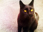 Golden Eyes 2 by MandyMcPebbleFace