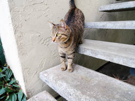 Stairs and Cat