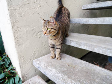 Stairs and Cat