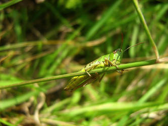 grasshopper