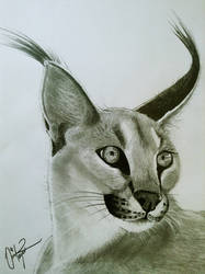 Caracal