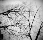 .branches. by wrongdecision