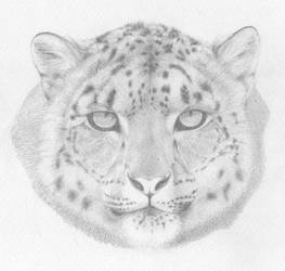 [PENCIL] Panthera Uncia