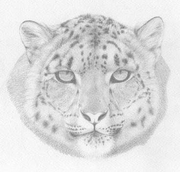 [PENCIL] Panthera Uncia