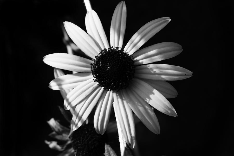 Black and White Flower