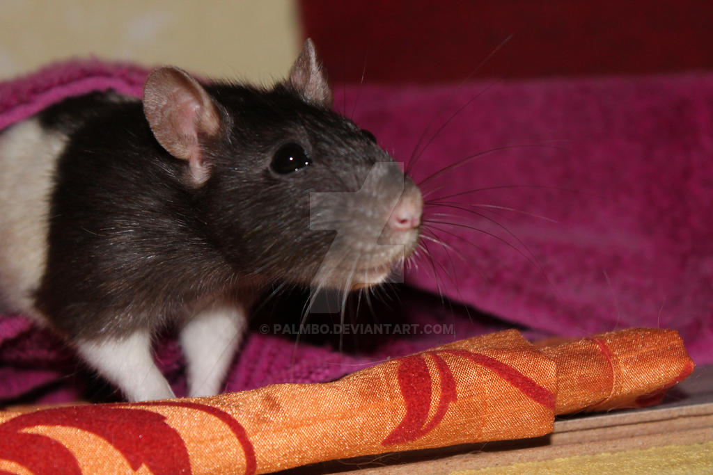 Rat Ginger by Palmbo on DeviantArt