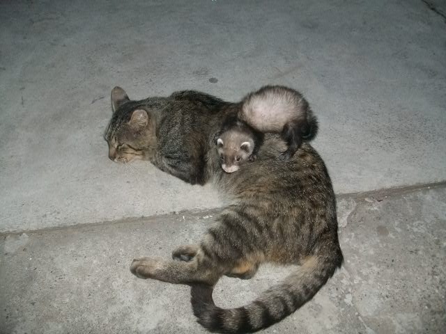 Ferret Friki and Cat Macak :)