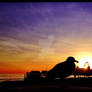 Gull and Sunset