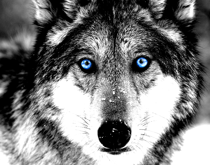 Beauty for the Wolf