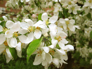 090509 Snow Flowers