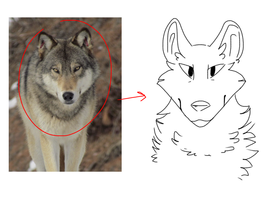 Wolf on a transparent background. by ZOOSTOCK on DeviantArt