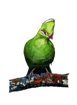 KNYSNA TURACO