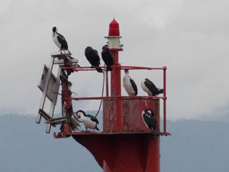 Cormoranes