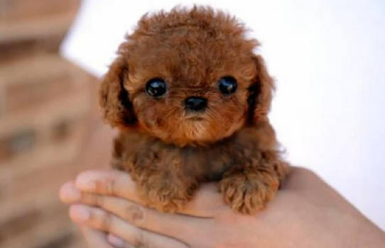 World's Cutest Dog