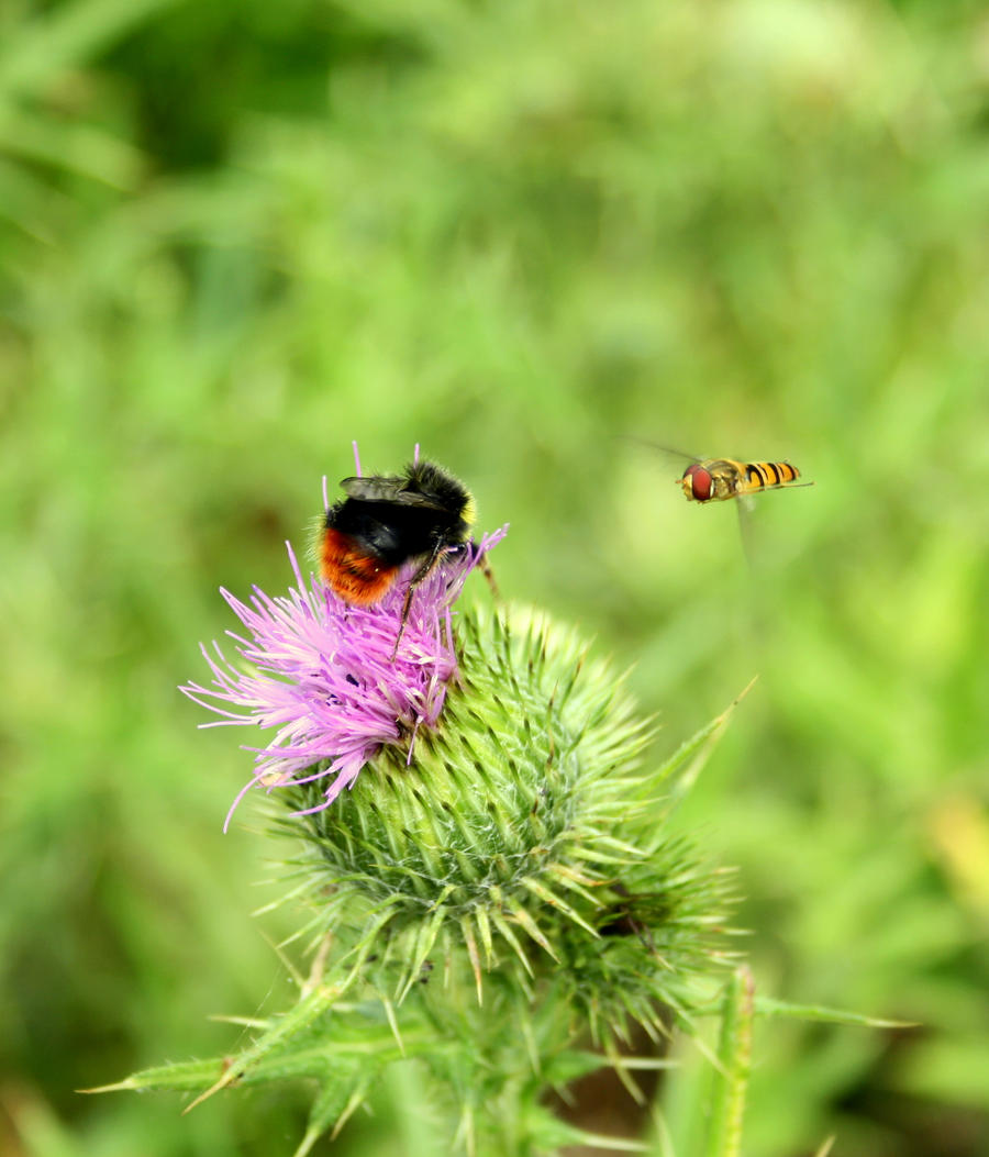 A Meeting with a Hoverfly