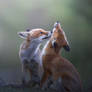Foxes In Love