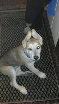 Bandit as a wee pup. Look at those ears!