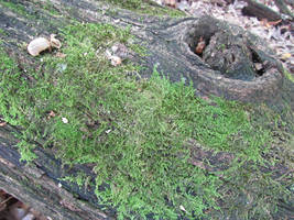 Mossy Bark Exclusive Texture 0005