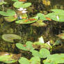 Lilly Pads Stock 0006