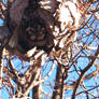 Abandoned Wasp Nest