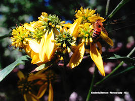 Honey Bee in the Sun