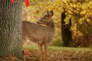 Autumn Doe