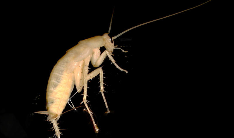 albino cockroach by cyupid on DeviantArt