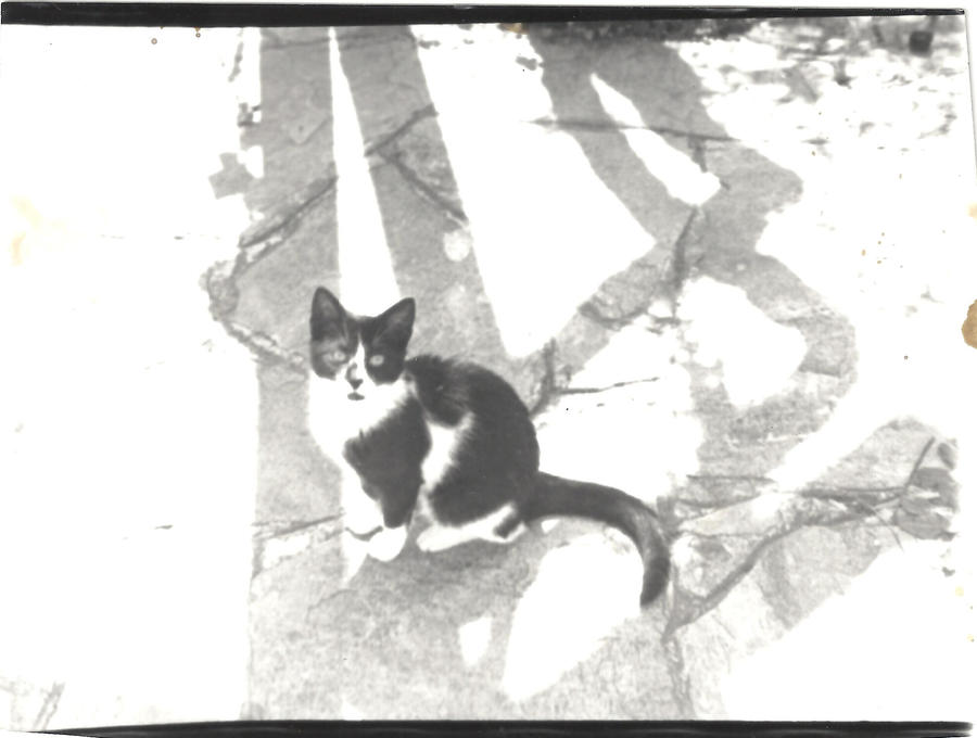 Ideogram Cat by MicroscopicGiants on DeviantArt