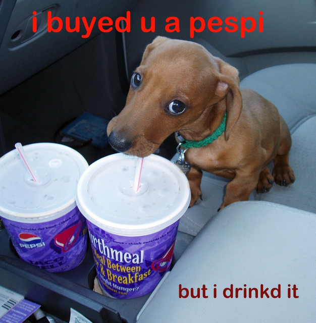 pepsi dog ++