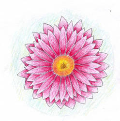 Gerbera 2