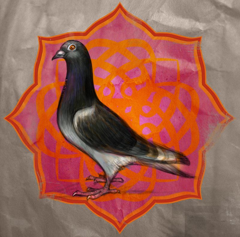 egyptian pigeon