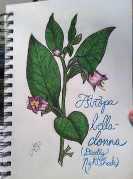 Atropa bella-donna