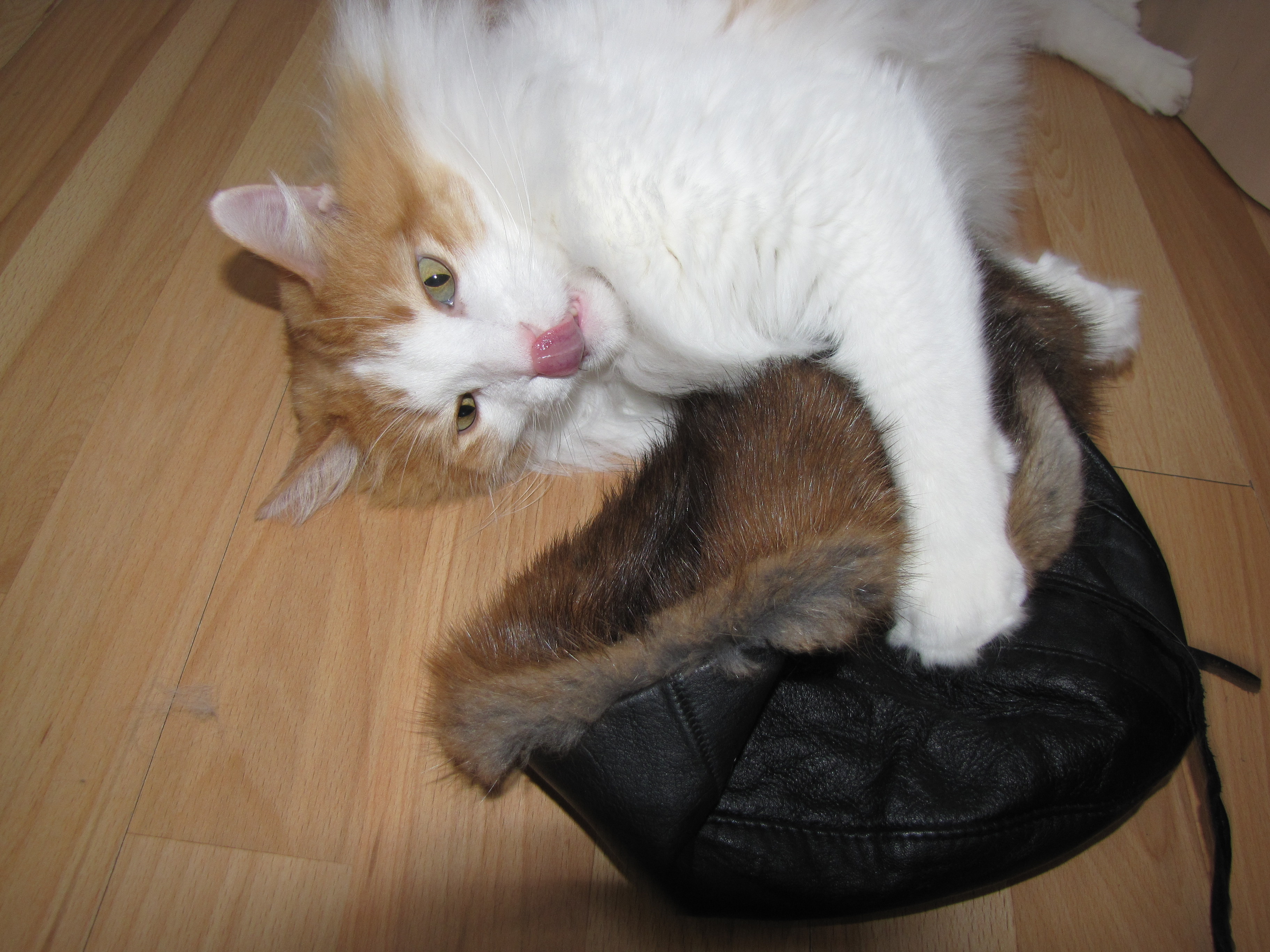 Funny cat playing with a funny hat