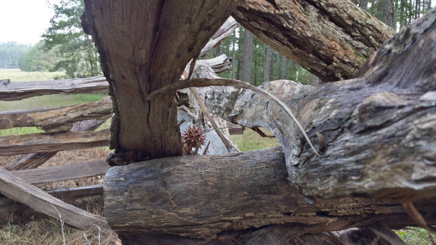 Sweet Gum Pod Fence