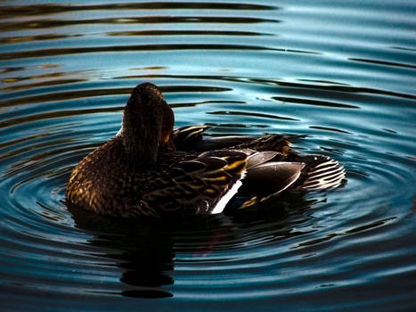 Duck Ripples