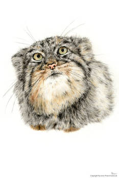 Manul