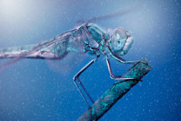 Frozen Dragonfly by imaagination